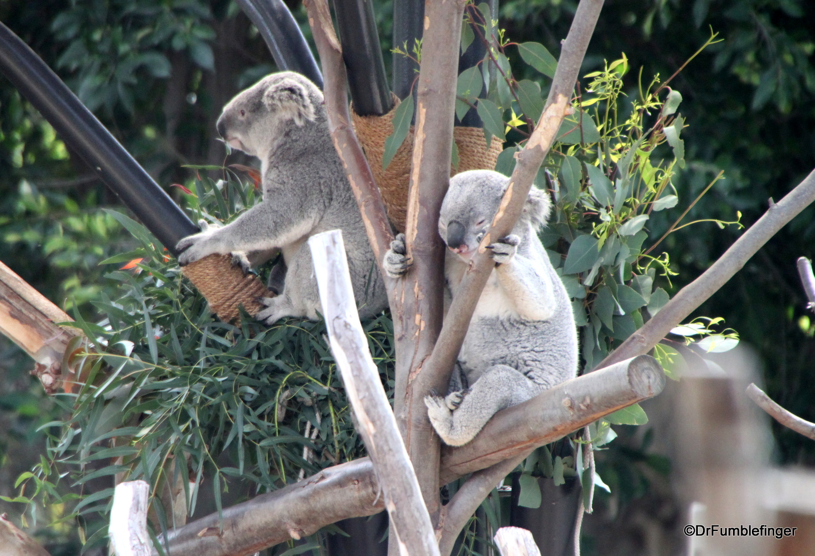 San Diego Zoo, Koala