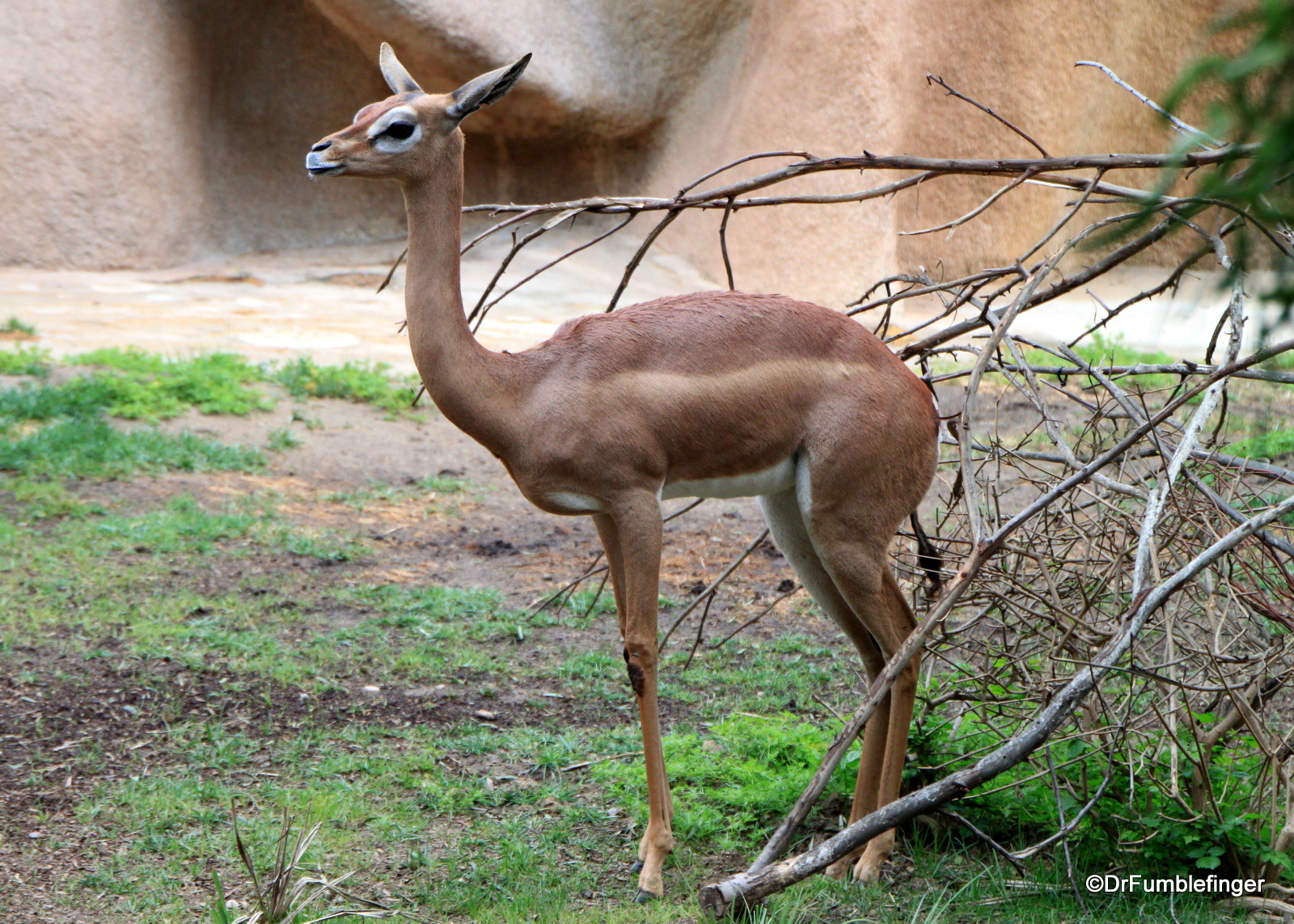 San Diego Zoo, Southern Gerenuk