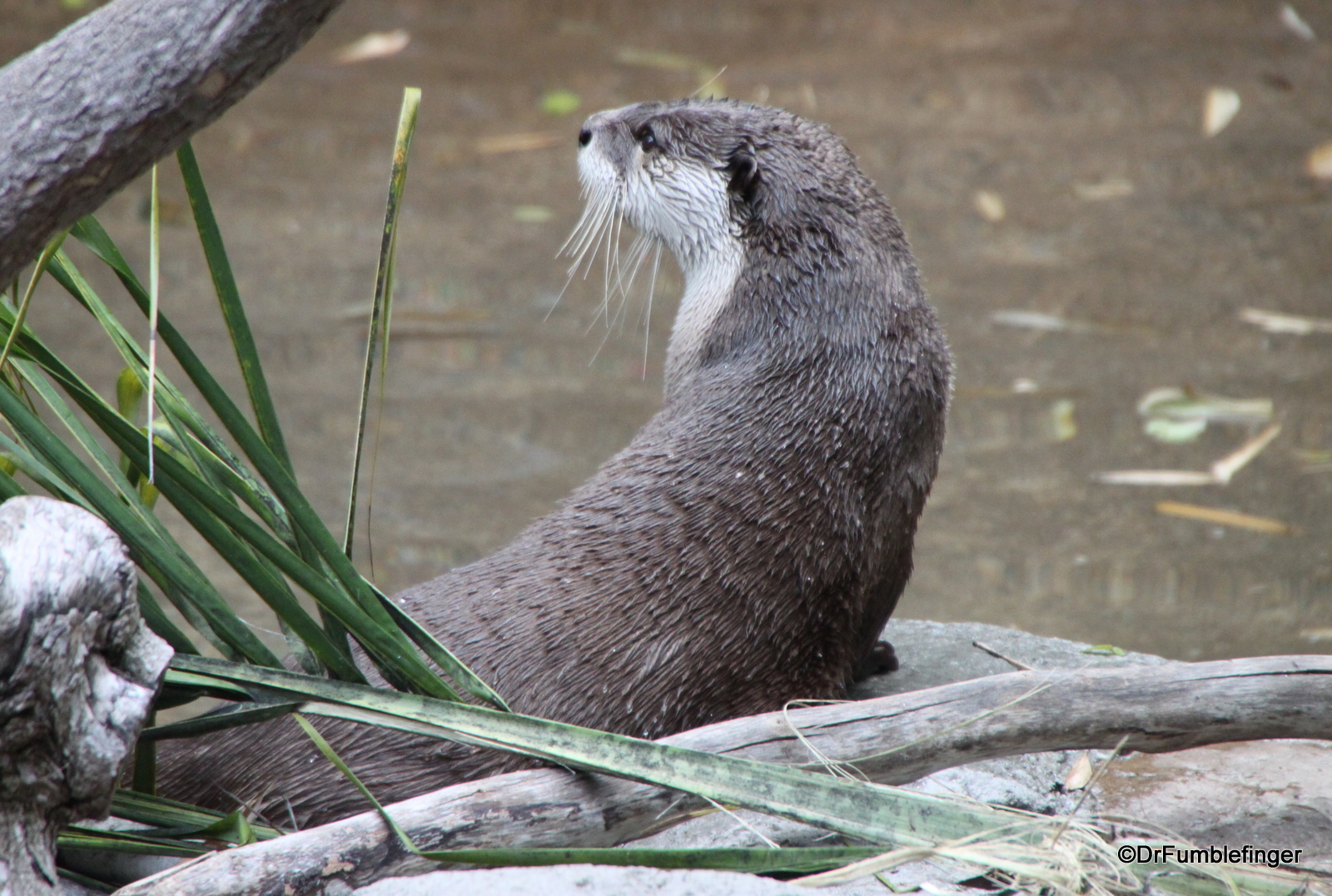 San Diego Zoo, Otter
