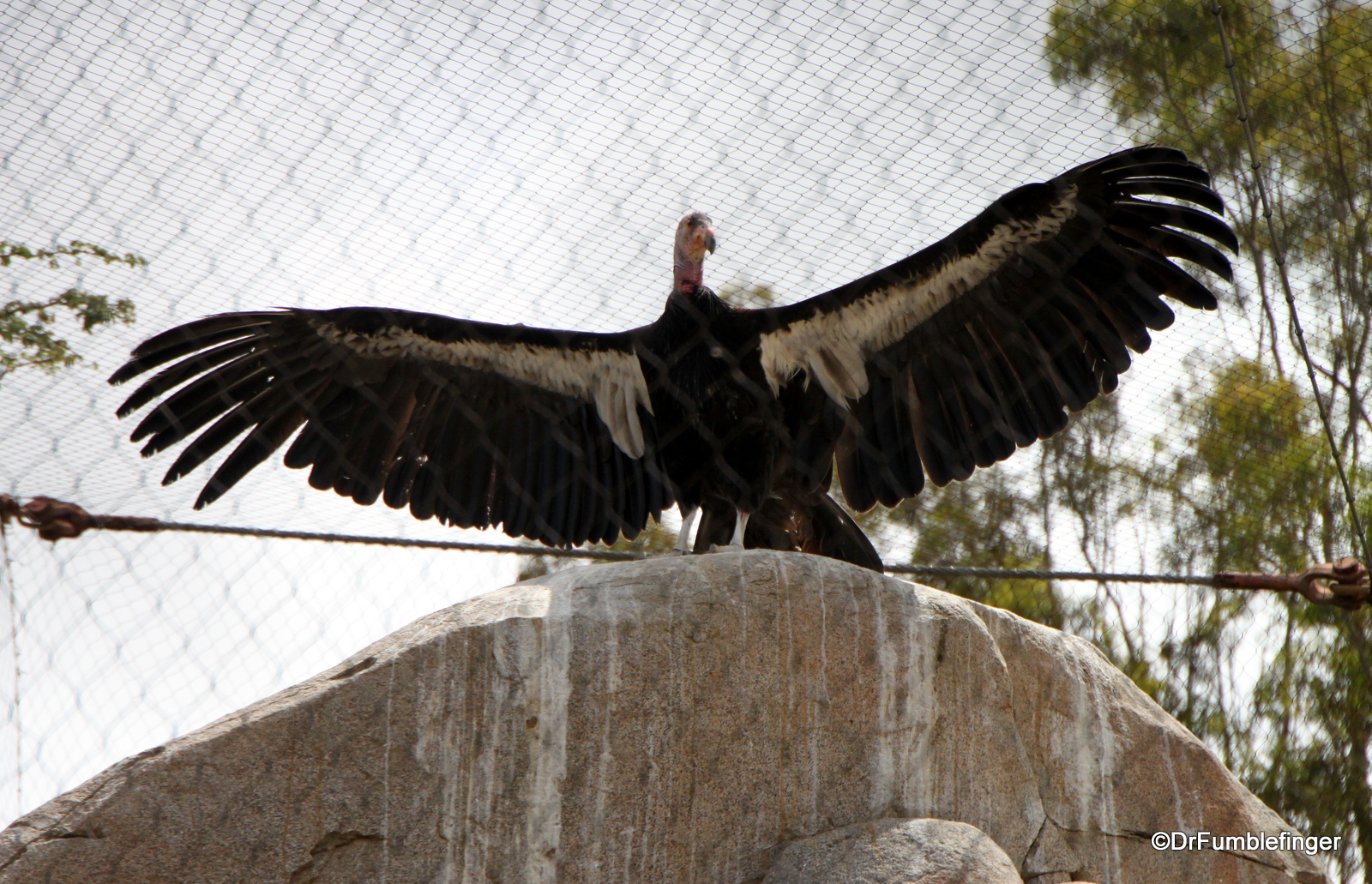 San Diego Zoo, California Condor