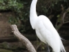 San Diego Zoo, Egret