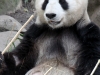 San Diego Zoo, Giant Panda
