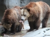 San Diego Zoo, Grizzly bears