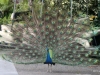 San Diego Zoo, Peacock