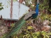 San Diego Zoo, Peacock