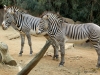 San Diego Zoo, Zebra