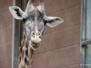 San Diego Zoo, Giraffe