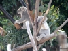 San Diego Zoo, Koala