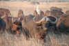Buffalo herd