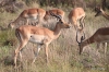 Impala buck herd