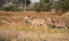 Female Kudu herd