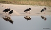 Reflections: Spur-winged Geese