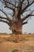 Baobob tree