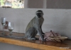 Thieving monkey, Sandibe Lodge