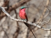 Scarlet-breasted Bee-Eater, Botswana