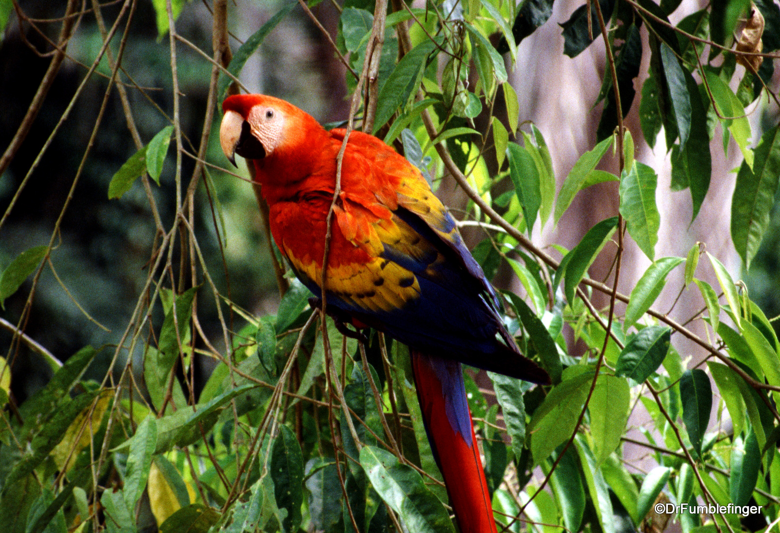 Scarlet Macaw, Peruvian Amazon