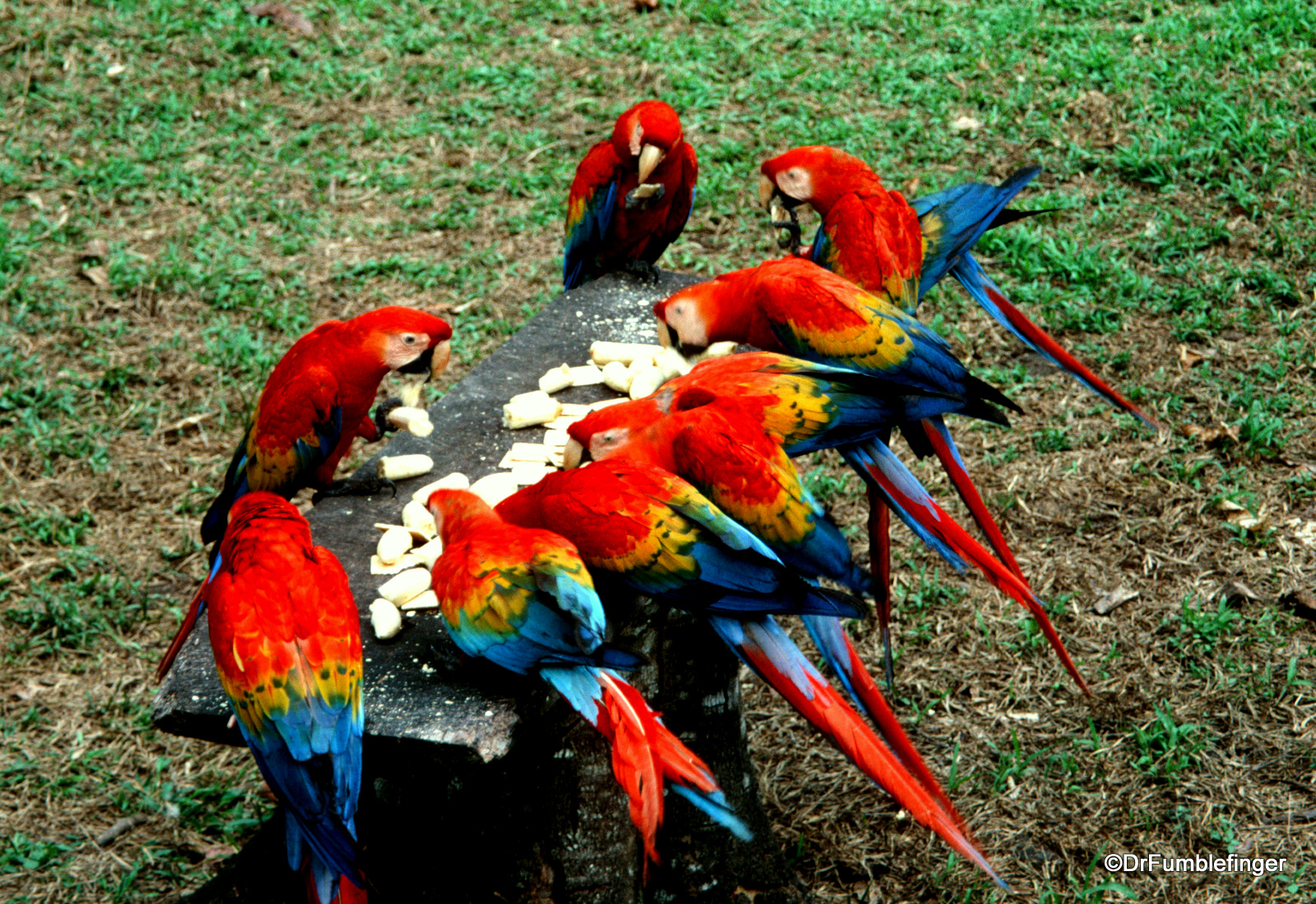 Scarlet Macaws, Peruvian Amazon
