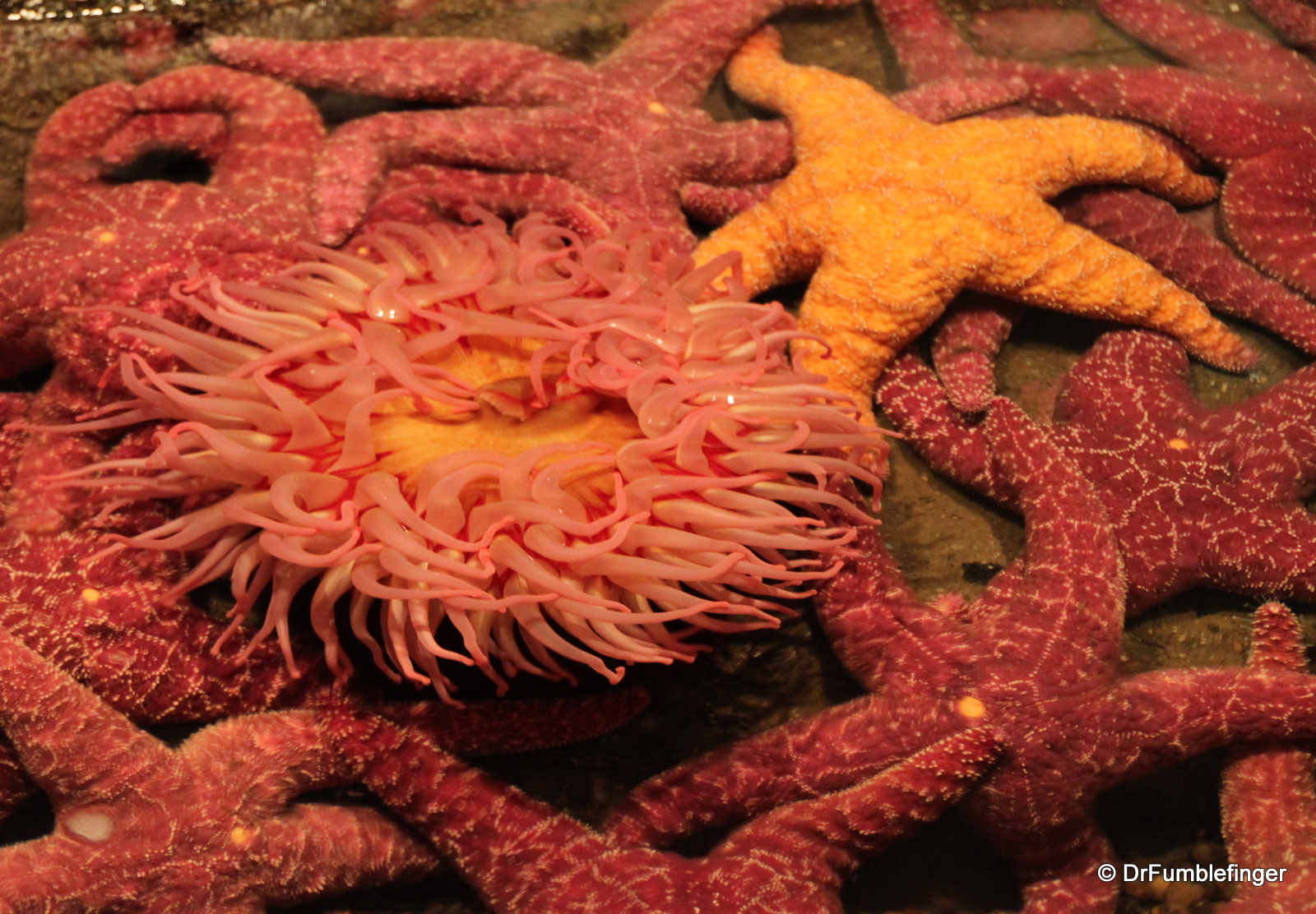 Seattle Aquarium, sea stars & anenomes