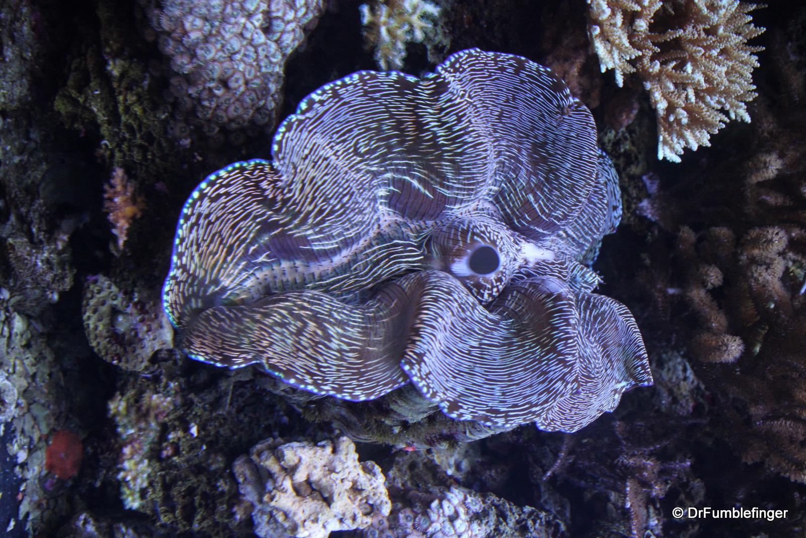 Seattle, Aquarium, Giant clam