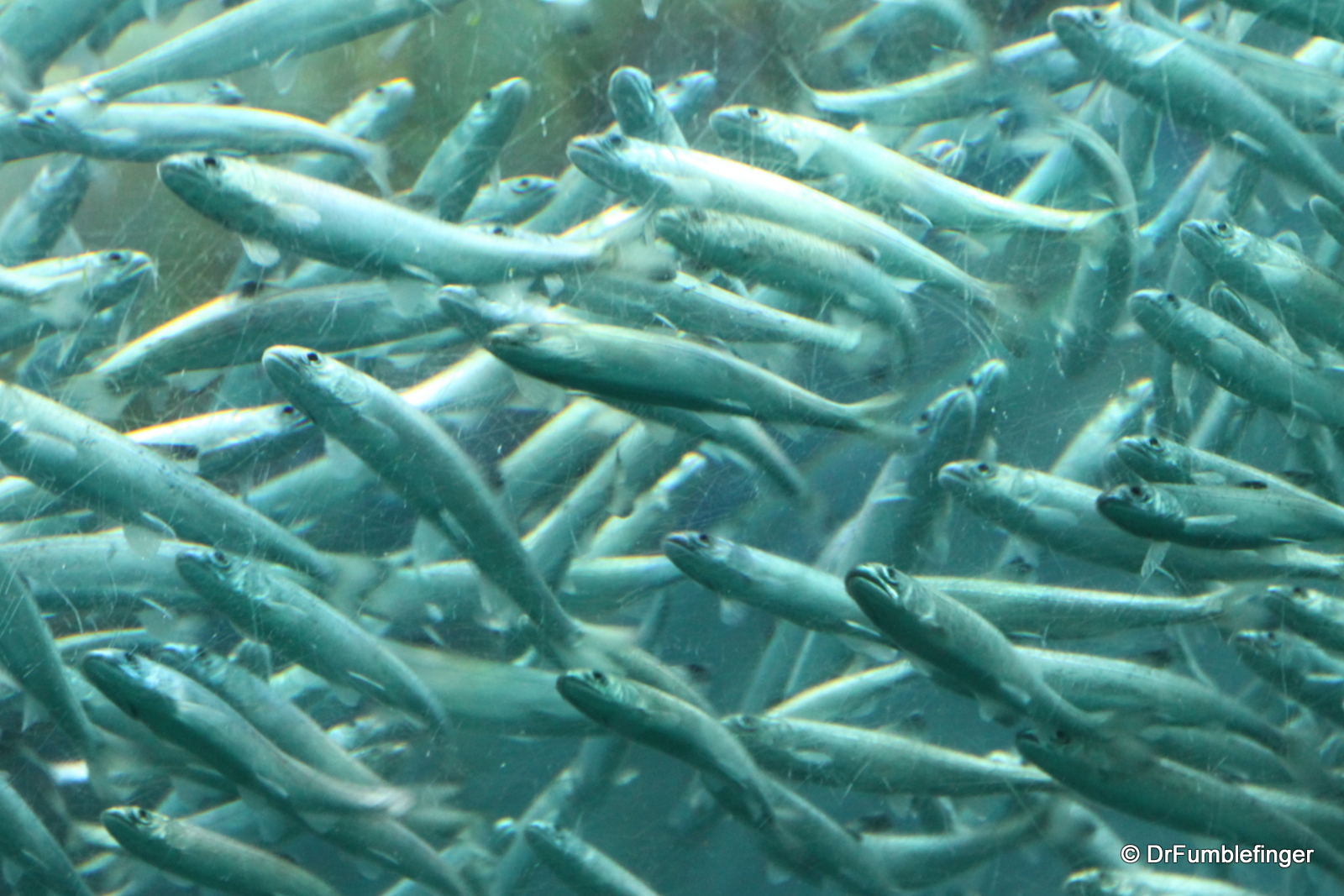 Seattle Aquarium, salmon fry