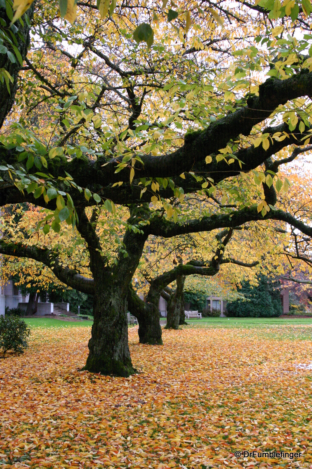 University of Washington, Seattle, fall colors