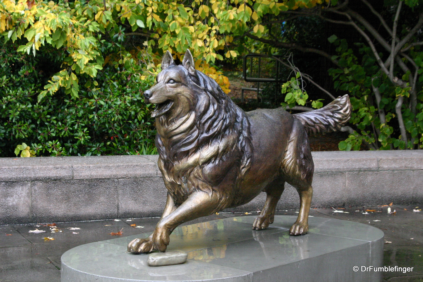 University of Washington, Husky mascot