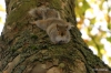 Squirrel, University of Washington