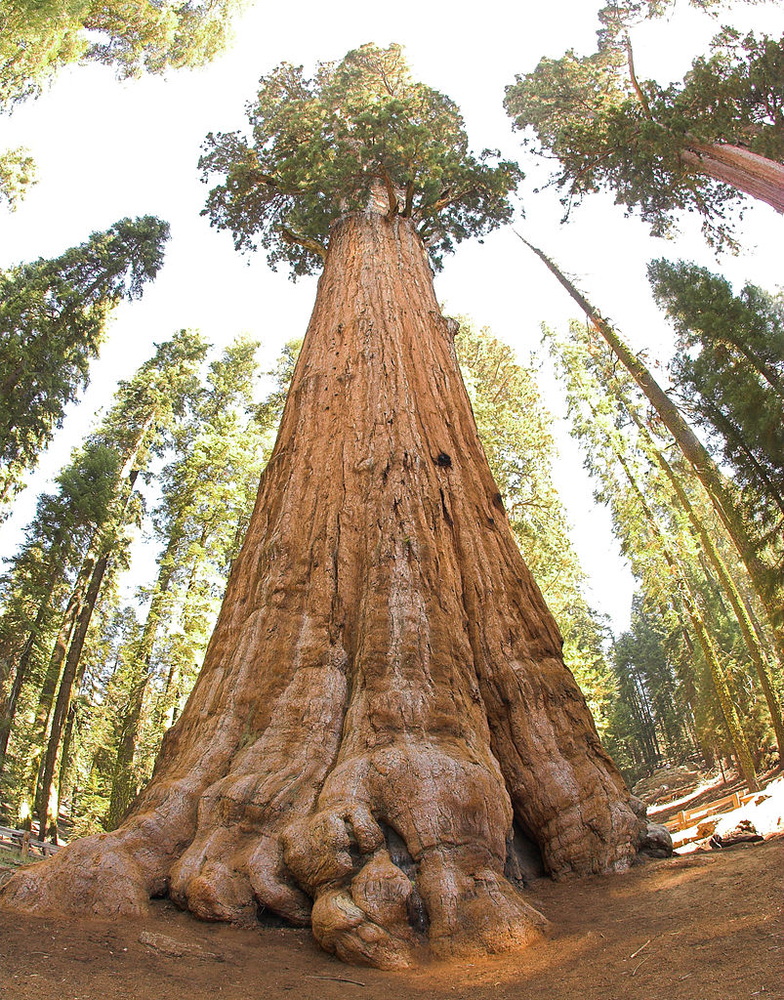 General Sherman tree, courtesy Jim Bahn and Wikimedia