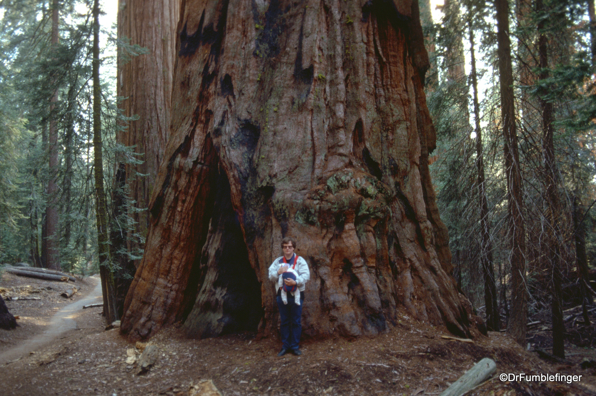 Sequoia National Park.  A young DrFumblefinger and son on the Congress Trail