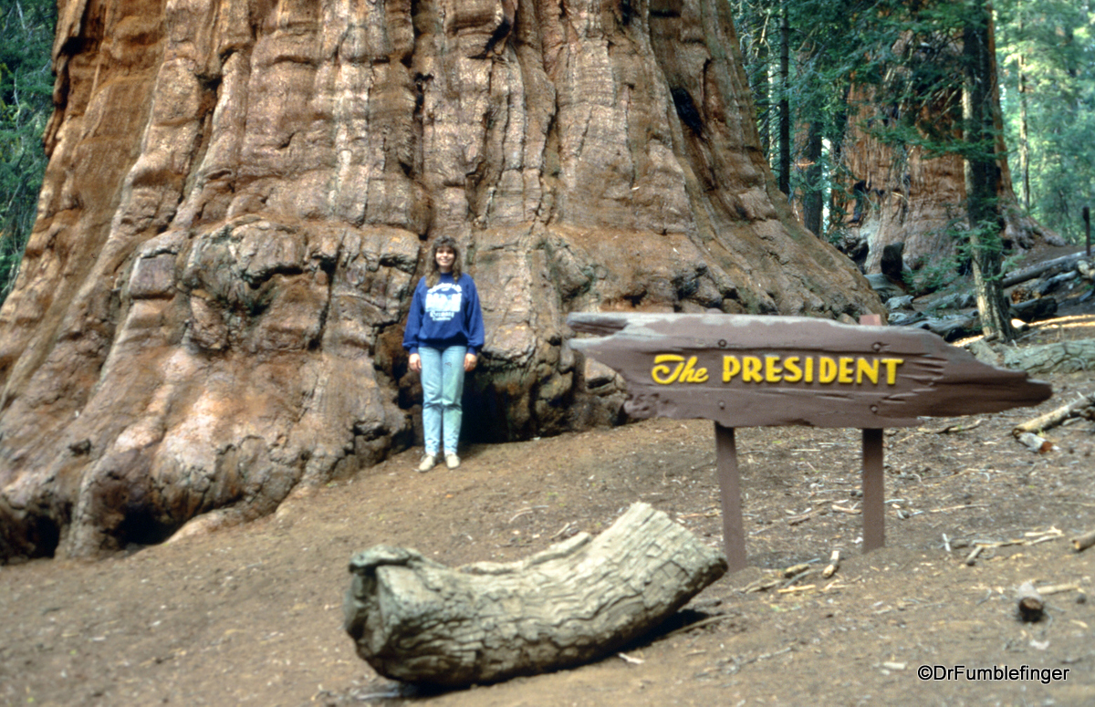 Sequoia National Park.  My lovely wife on the Congress Trail