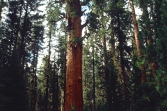 Sequoia National Park.  General Sherman tree