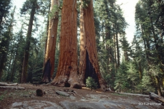 Sequoia National Park.  Congress Trail