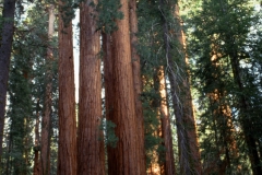 Sequoia National Park.  Congress Trail