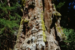 Stump Basin.  Where some of the sequoias were logged