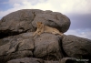 Lions, Simba Kopje, Serengeti National Park