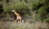 Serengeti National Park, Giraffes