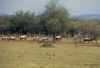 Serengeti National Park, Topis