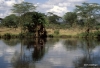 Serengeti National Park, Hippo Pool