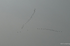 Geese flying south, fall, Seven Sisters