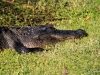 Alligator in Shark Valley, Everglades N.P.
