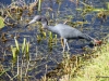 Lesser Blue Heron, Shark Valley, Everglades