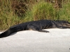 Alligator in Shark Valley, Everglades N.P.