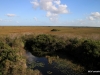 Views of Everglades from Observation Tower