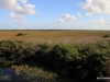 Views of Everglades from Observation Tower