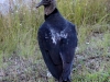 Black Vulture, Everglades N.P.