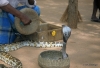 Sigiriya -- Snake Charmer