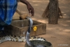 Sigiriya -- Snake Charmer
