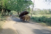 Ox cart near Sigiriya