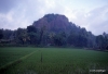 Rice paddies near Sigiriya