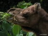 Singapore Zoo -- camel